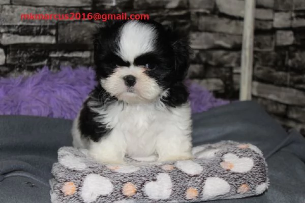 Cuccioli di shih tzu | Foto 0