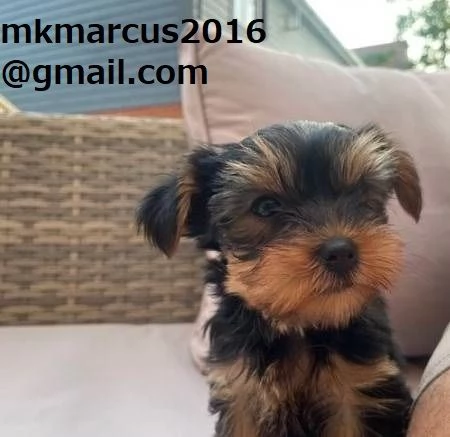 Cuccioli adorabili e dolci di Yorkshire Terrier 