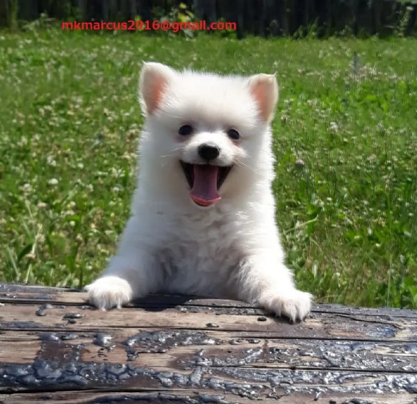 Adorabili cuccioli di Spitz,