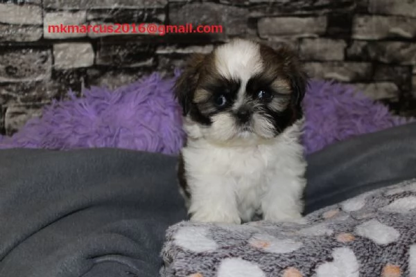 Bellissimi cuccioli di Shih Tzu!