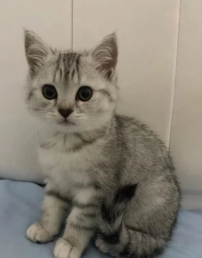 gattini british shorthair controllati