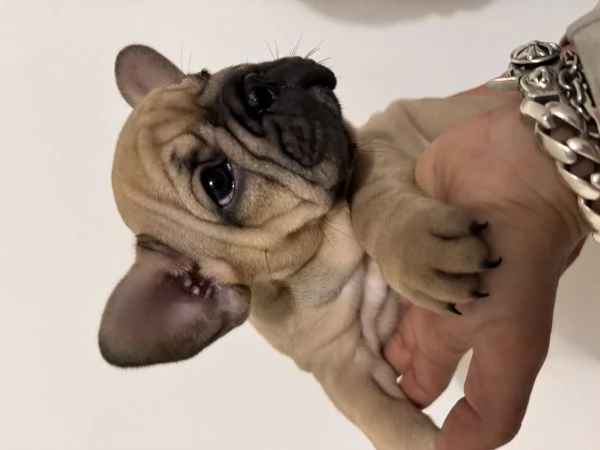 Bulldog francesi cuccioli disponibili  | Foto 5