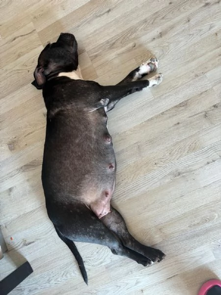 Cuccioli Pitbull in cerca di una nuova casa piena d’amore! | Foto 6