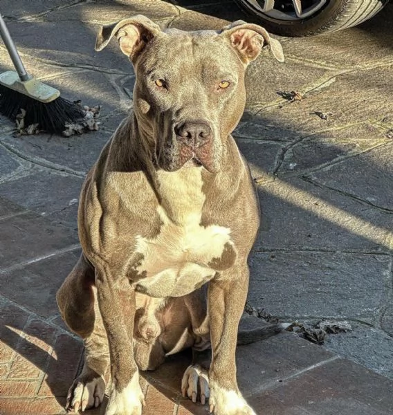 Cuccioli Pitbull in cerca di una nuova casa piena d’amore! | Foto 3