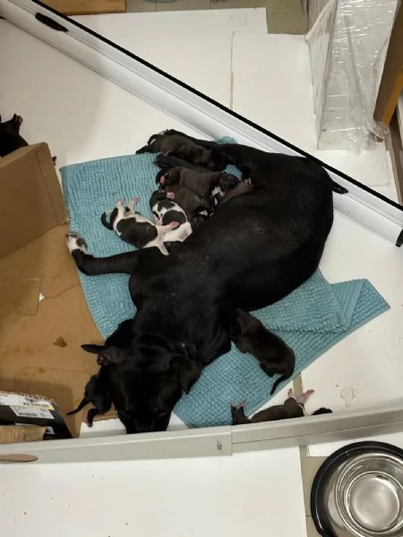 Cuccioli Pitbull in cerca di una nuova casa piena d’amore! | Foto 2