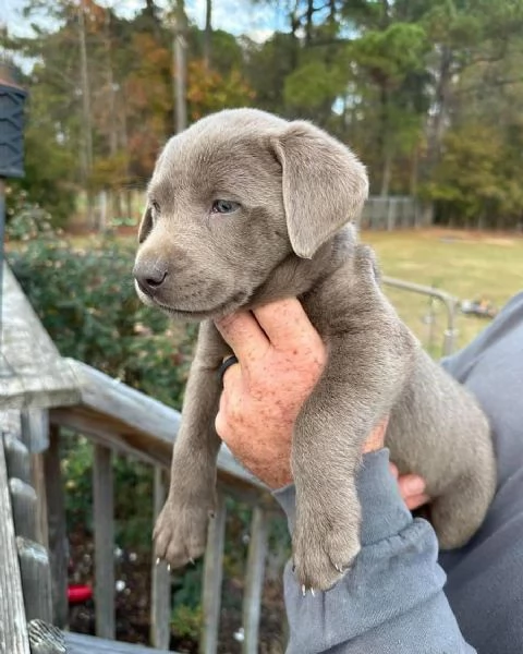 ci sei?Cuccioli di Labrador color cioccolato