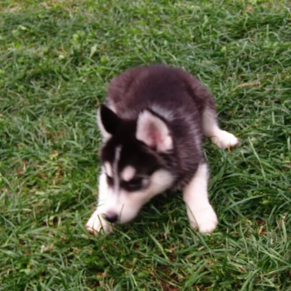 Adorabili cuccioli di Siberian Husky in vendita