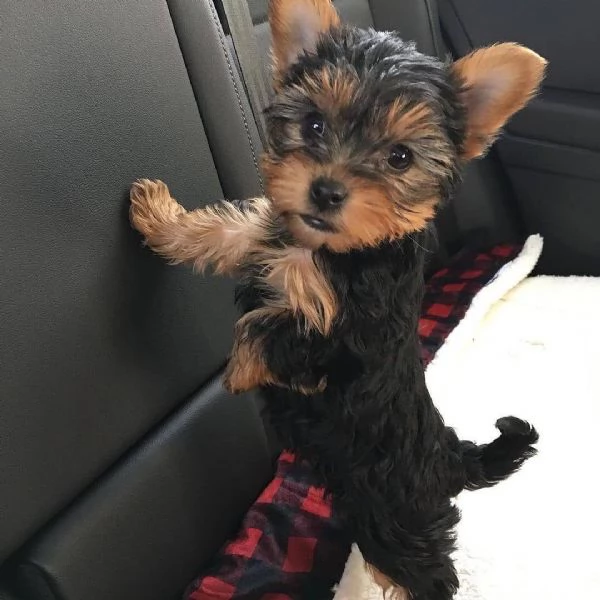 Yorkie di razza disponibile