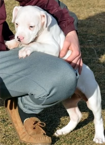 Cuccioli di Dogo Argentino maschi e femmine