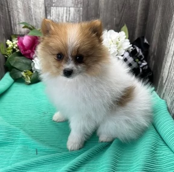 Cuccioli eccellenti di Pomsky per case amorevoli