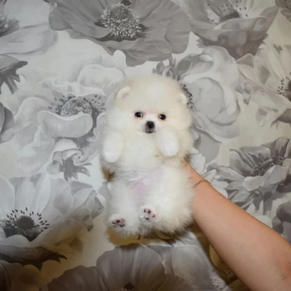 Pomerania Teacup per la ricollocazione