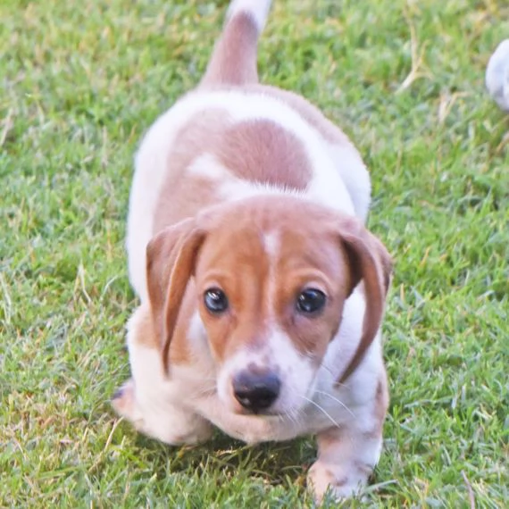 Regalo adorabili cuccioli bassotto femminucce e maschietti disponibili gratuita i cuccioli sono vacc