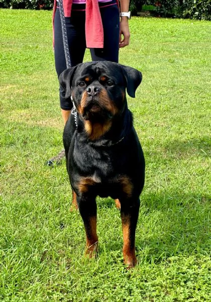 Cuccioli di rottweiler  | Foto 1