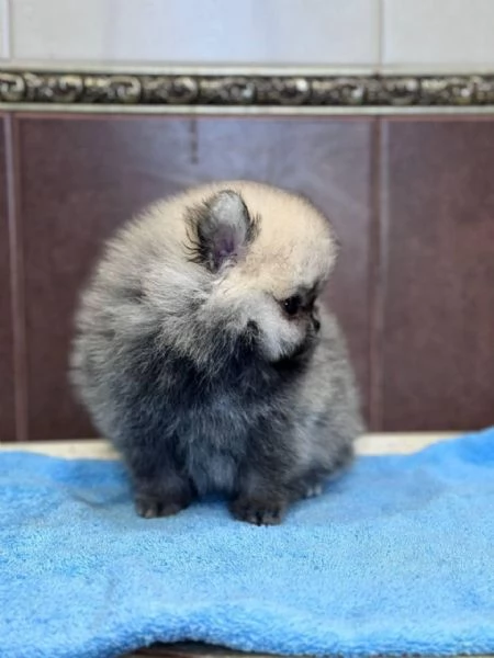 Cuccioli di Pomerania maschi e femmine totalmente esclusivi in ​​cerca di una casa adorabile e premu