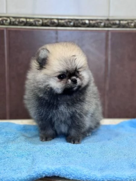 Cuccioli di Pomerania maschi e femmine totalmente esclusivi in ​​cerca di una casa adorabile e premu | Foto 0