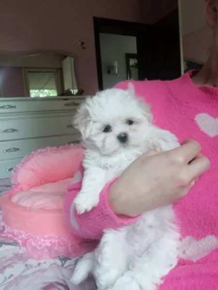 2 Cuccioli Maltese