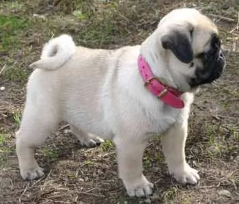 Regalo CUCCIOLI LABRADOR BELLISSIMI CUCCIOLI DI LABRADOR DI PRIMA SCELTA IN PRONTA CONSEGNA MICROCIP