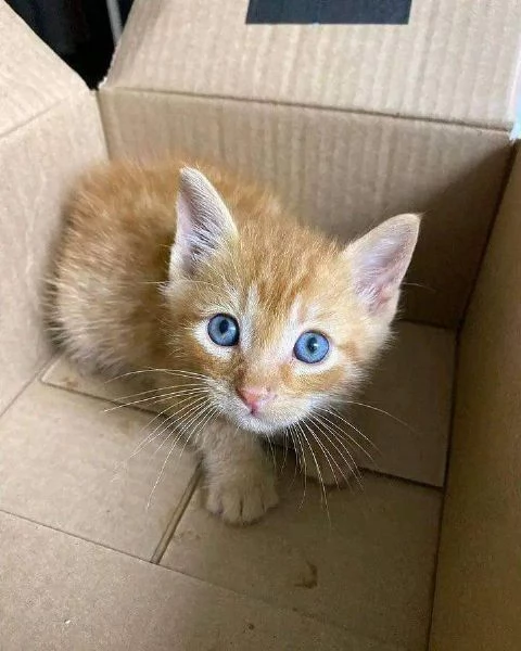 Maincoon kittens for free adoption 