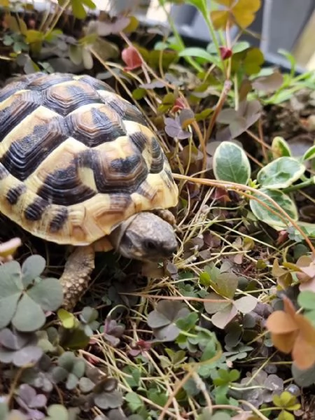 Cedo testudo Hermanni boetgeri