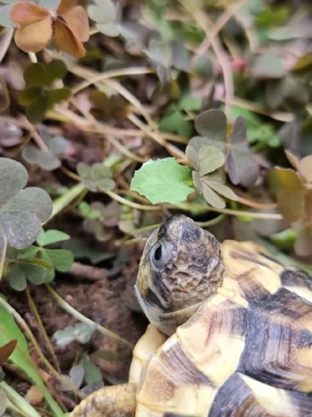 Cedo testudo Hermanni boetgeri | Foto 3