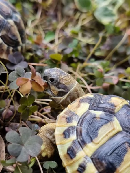 Cedo testudo Hermanni boetgeri | Foto 2