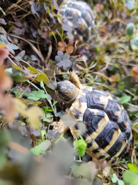 Cedo testudo Hermanni boetgeri | Foto 1