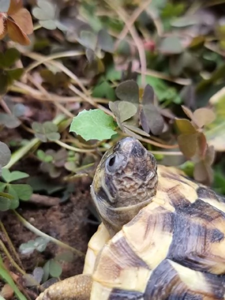 Cedo testudo Hermanni boetgeri | Foto 0