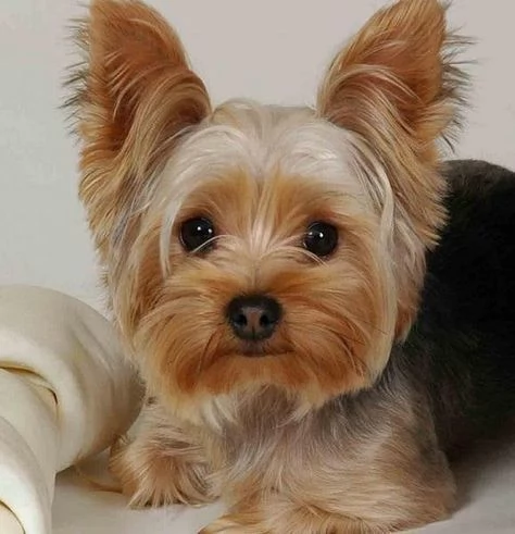 REGALO CUCCIOLI di Yorkie Bellissimi cuccioli vengono consegnati con vaccinazioni, sverminati, micro