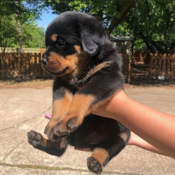 Vendo cuccioli di rottweiler di ottima qualità | Foto 1