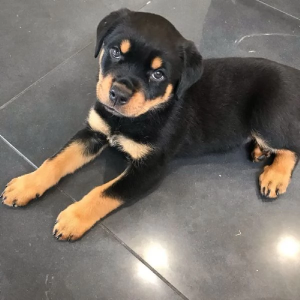 Vendo cuccioli di rottweiler di ottima qualità