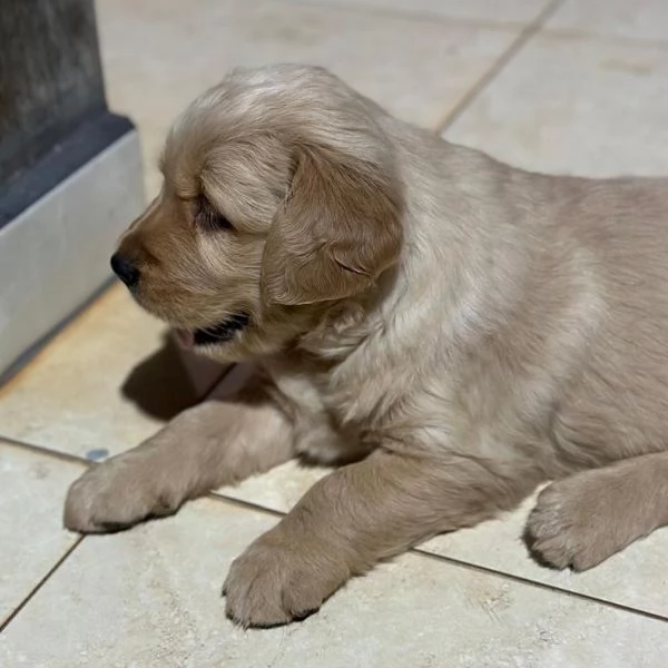 Cuccioli di Golden Retriever per casa