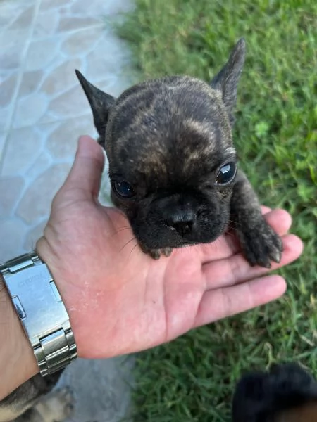 Bulldog Francese Bellisima cucciola