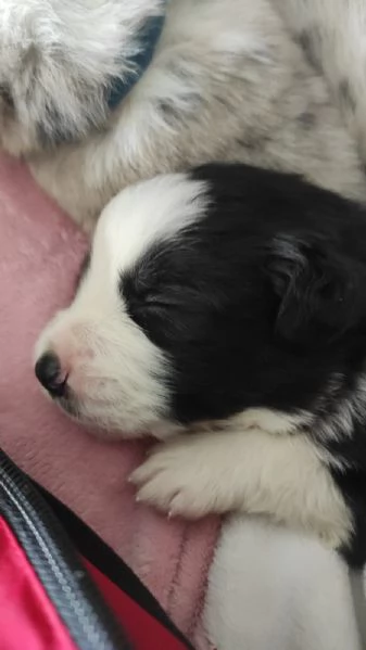 Cuccioli di border collie  | Foto 6