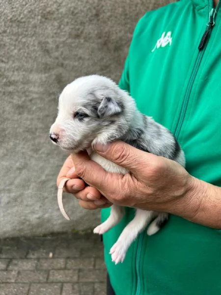 Cuccioli di border collie  | Foto 0