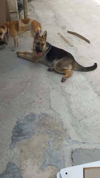 Regalo cagnolina per mancanza di spazio 