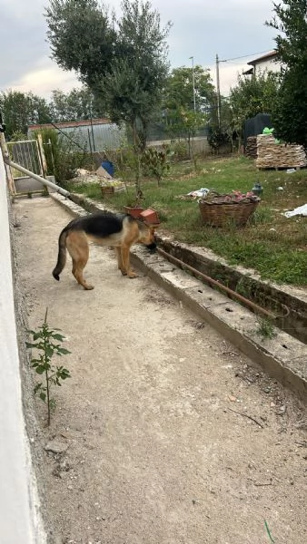 Regalo cagnolina per mancanza di spazio  | Foto 0