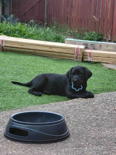 Bellissimo e splendido Labrador Retriever | Foto 0