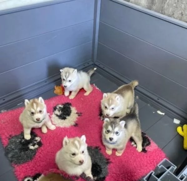 ADOTTARe CUCCIOLI DI SIBERIAN HUSKY ALLEVATI CON AMORE - DALLA NOSTRA FAMIGLIA ALLA VOSTRA 