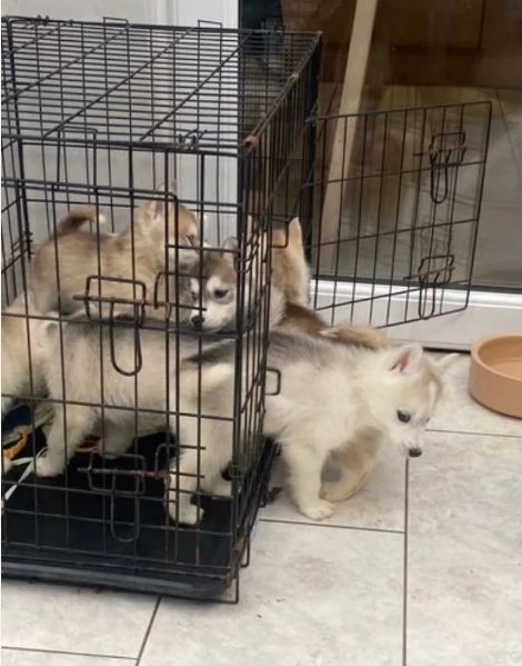 HUSKY ALLEVATI CON AMORE per adozione 