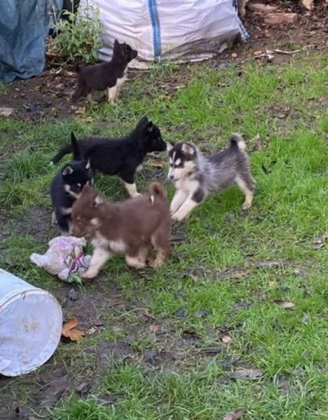 CUCCIOLI DI SIBERIAN HUSKY ALLEVATI CON AMORE per adozione  | Foto 2