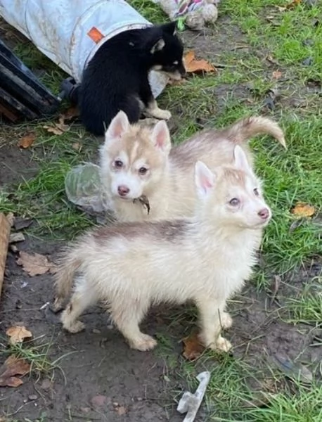 CUCCIOLI DI SIBERIAN HUSKY | Foto 0