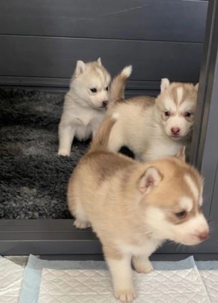 CUCCIOLI DI SIBERIAN HUSKY ALLEVATI CON AMORE per adozione  | Foto 1