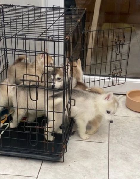 CUCCIOLI DI SIBERIAN HUSKY ALLEVATI CON AMORE per adozione  | Foto 0