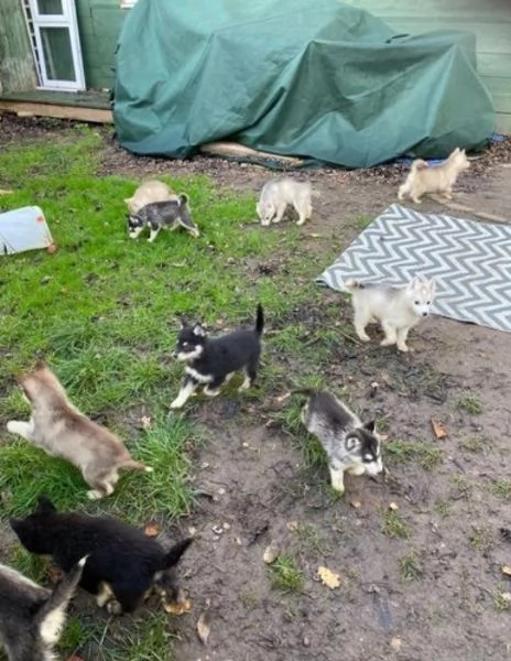 CUCCIOLI DI SIBERIAN HUSKY 