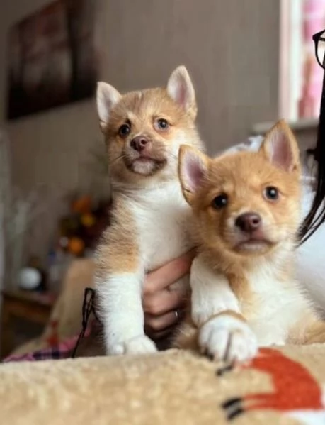 cuccioli di pomsky