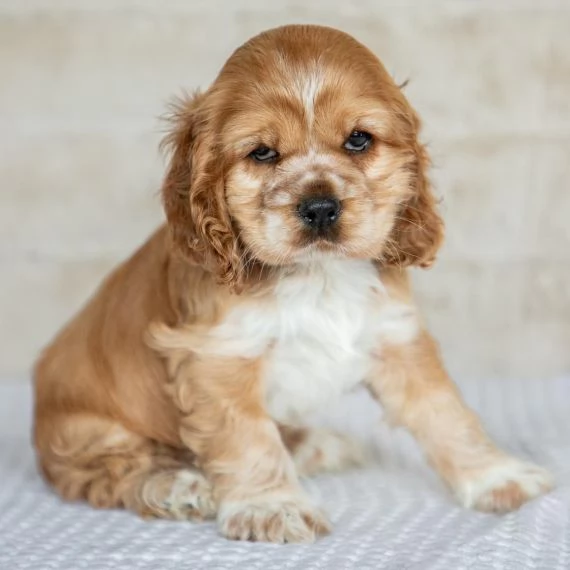 REGALO Cuccioli Coker Spaniel i cuccioli vengono consegnati con svezzamento , primo vaccino, librett