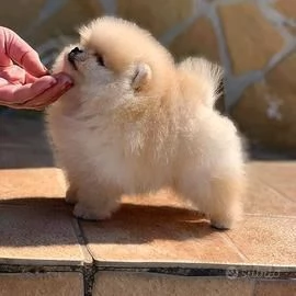 REGALO POMERANIA CUCCIOLI (MASCHIO E FEMMINA) bellissimi cuccioli di Pomerania, maschio e femmina, s