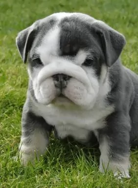 REGALO BULLDOG INGLESE CUCCIOLI CON PEDIGREE BULLDOG INGLESE PELO CORTO TAGLIA PICCOLA MOLTO BELLI .