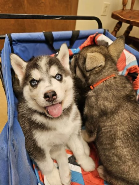 Cuccioli di Siberian Husky!!