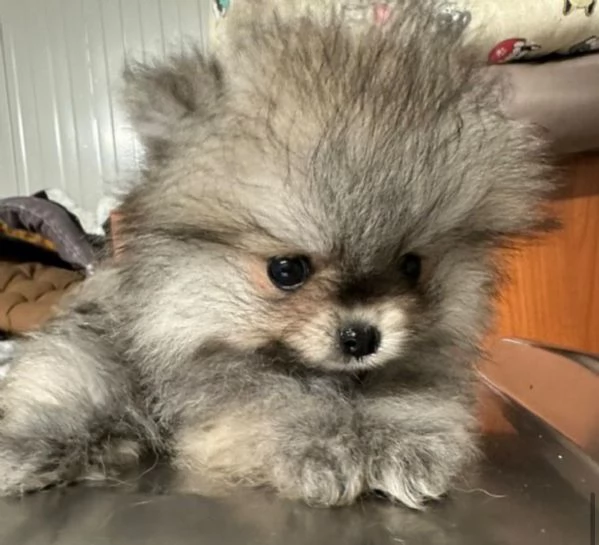 Splendida cucciola di Pomerania 